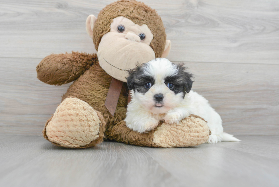 Playful Shi Chon Designer Puppy