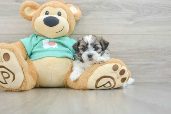 Smart Teddy Bear Designer Pup