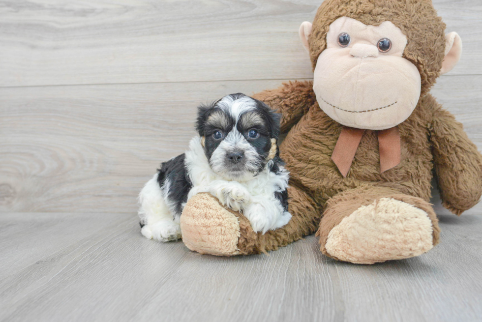 Best Teddy Bear Baby