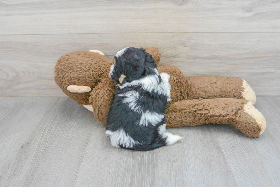 Teddy Bear Pup Being Cute