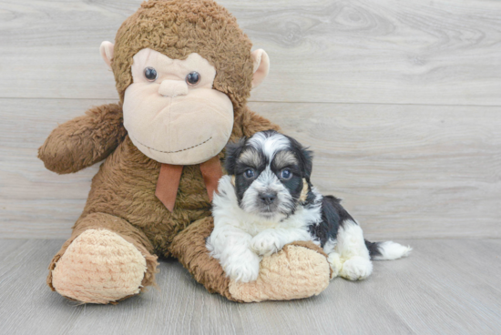 Cute Teddy Bear Baby