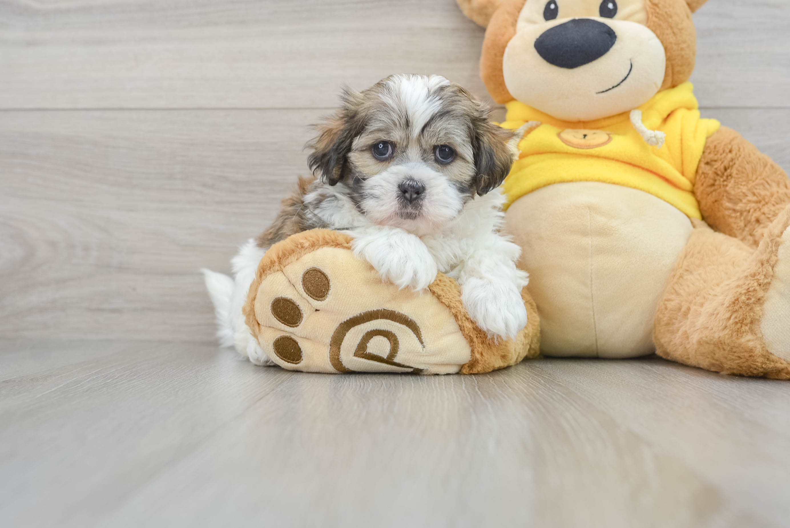 Teddy Bear Puppy for Adoption