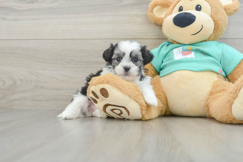 Adorable Shit Designer Puppy