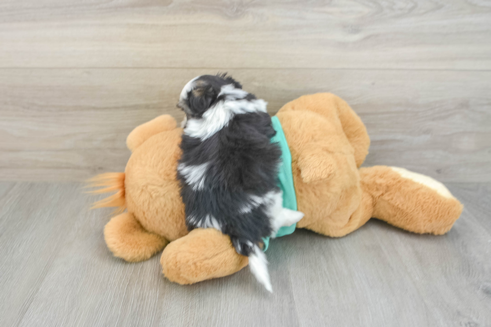 Teddy Bear Puppy for Adoption