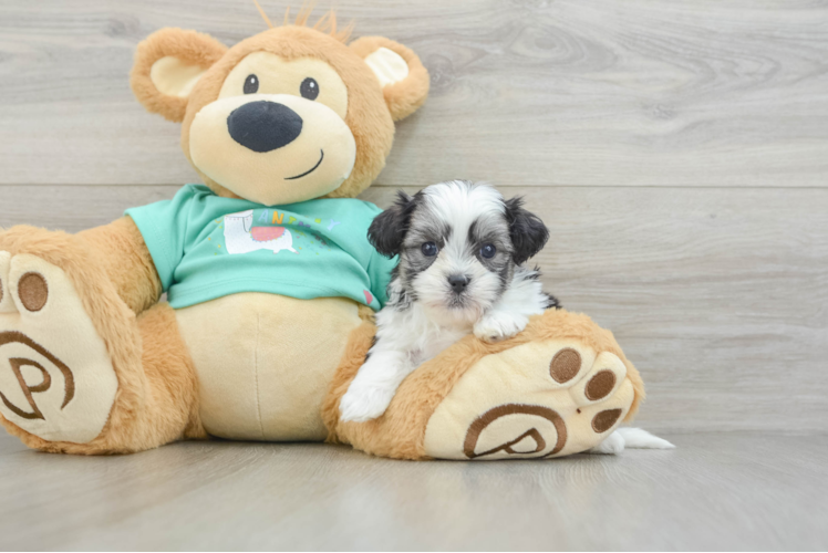 Funny Teddy Bear Designer Pup