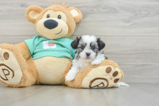 Funny Teddy Bear Designer Pup