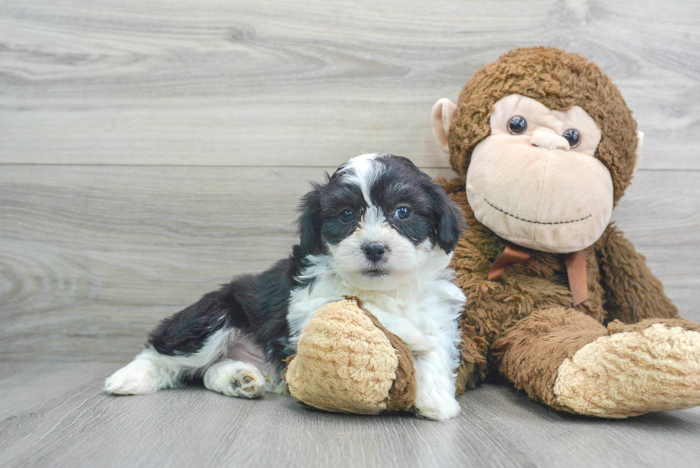 Petite Teddy Bear Designer Pup