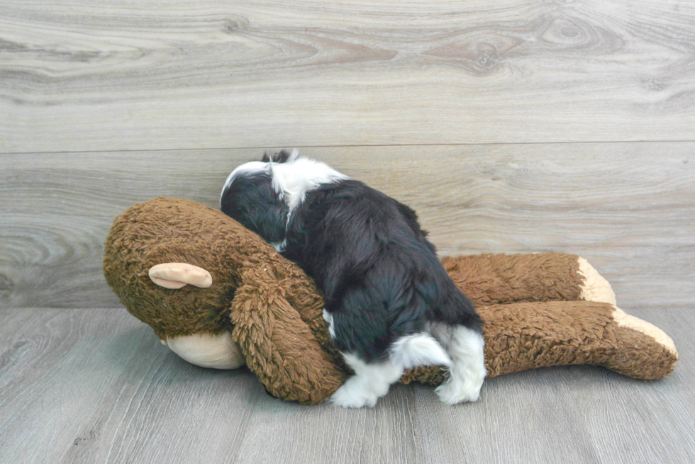 Small Teddy Bear Baby