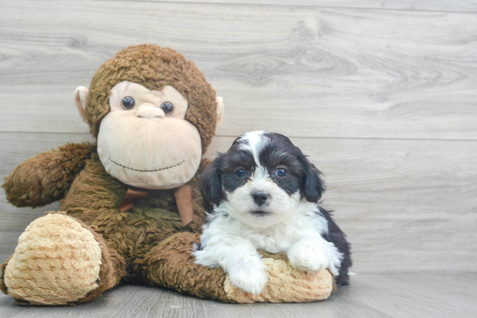 Small Teddy Bear Baby