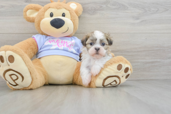 Best Teddy Bear Baby