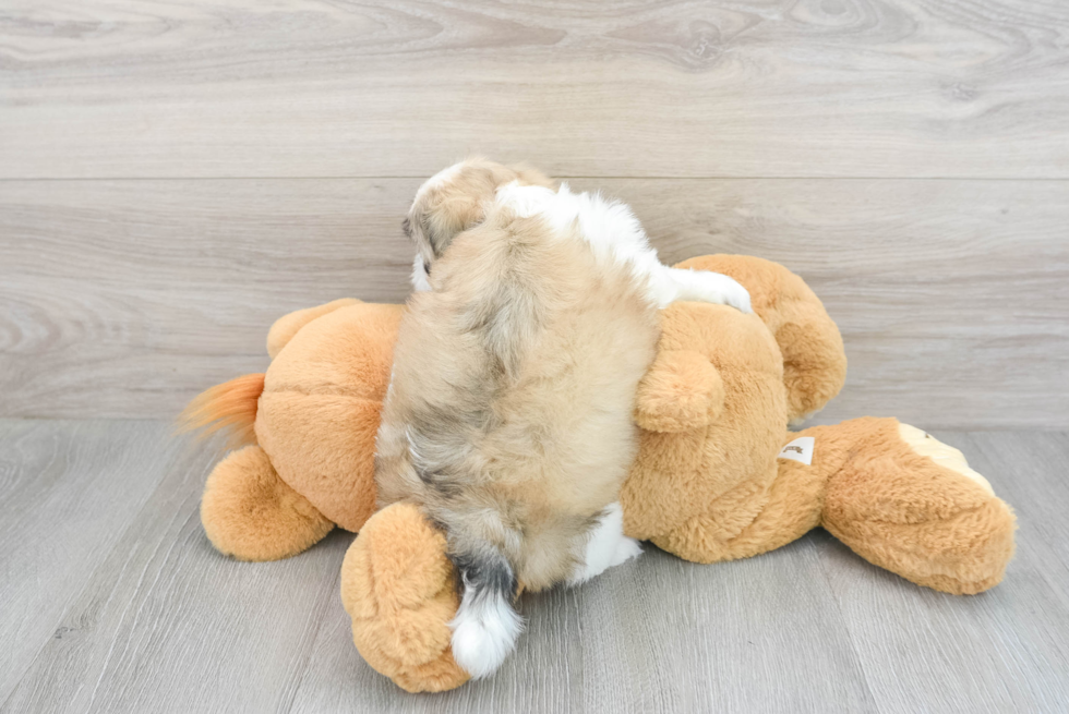 Hypoallergenic Shi Chon Designer Puppy