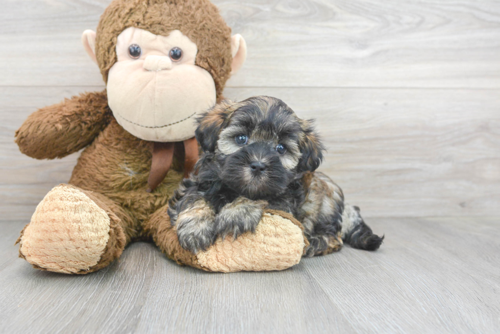 Petite Teddy Bear Designer Pup