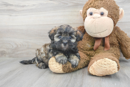 Sweet Teddy Bear Baby