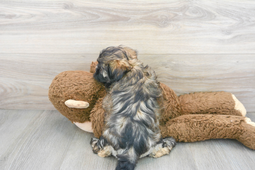 Teddy Bear Pup Being Cute