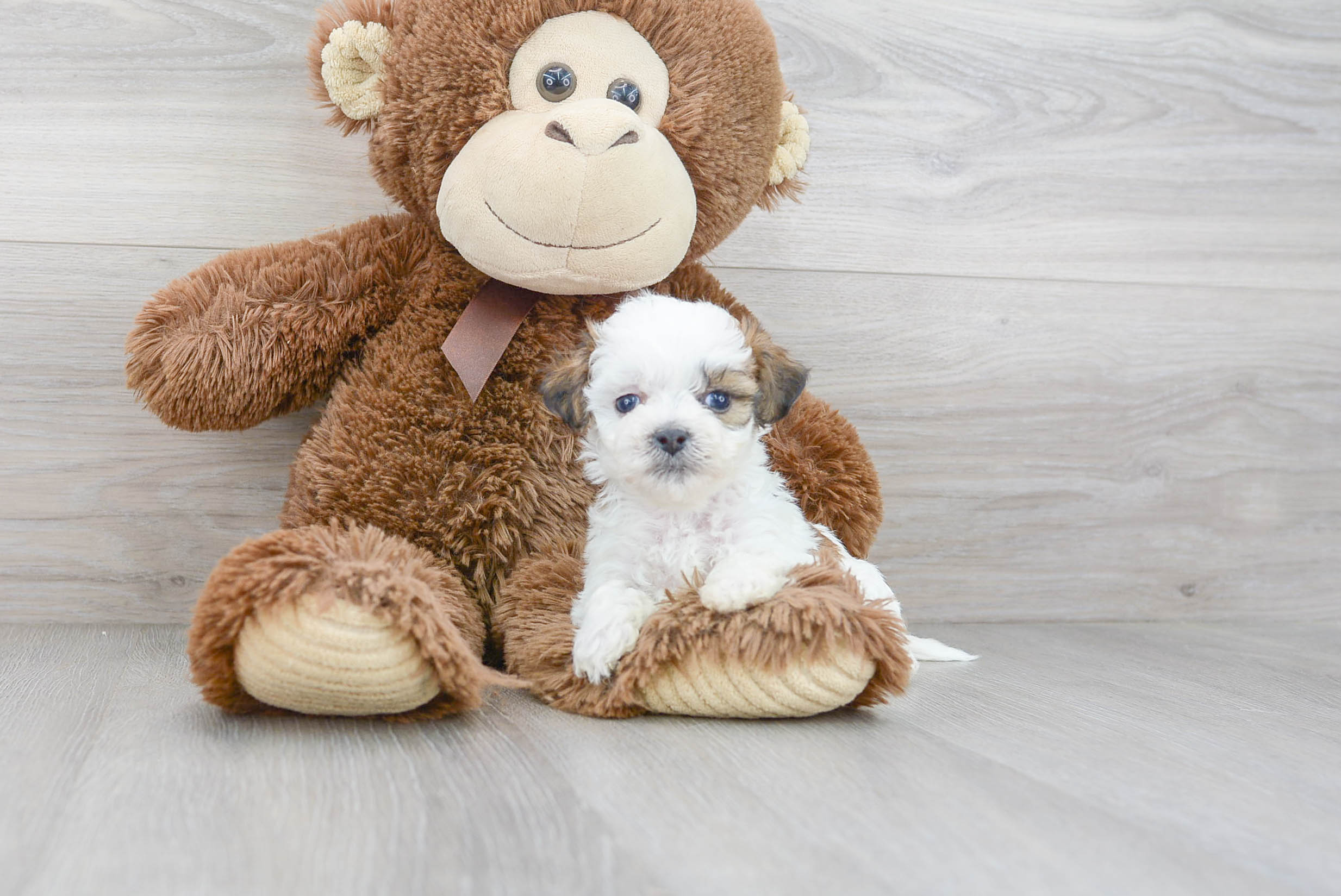 Hypoallergenic Shit Designer Puppy