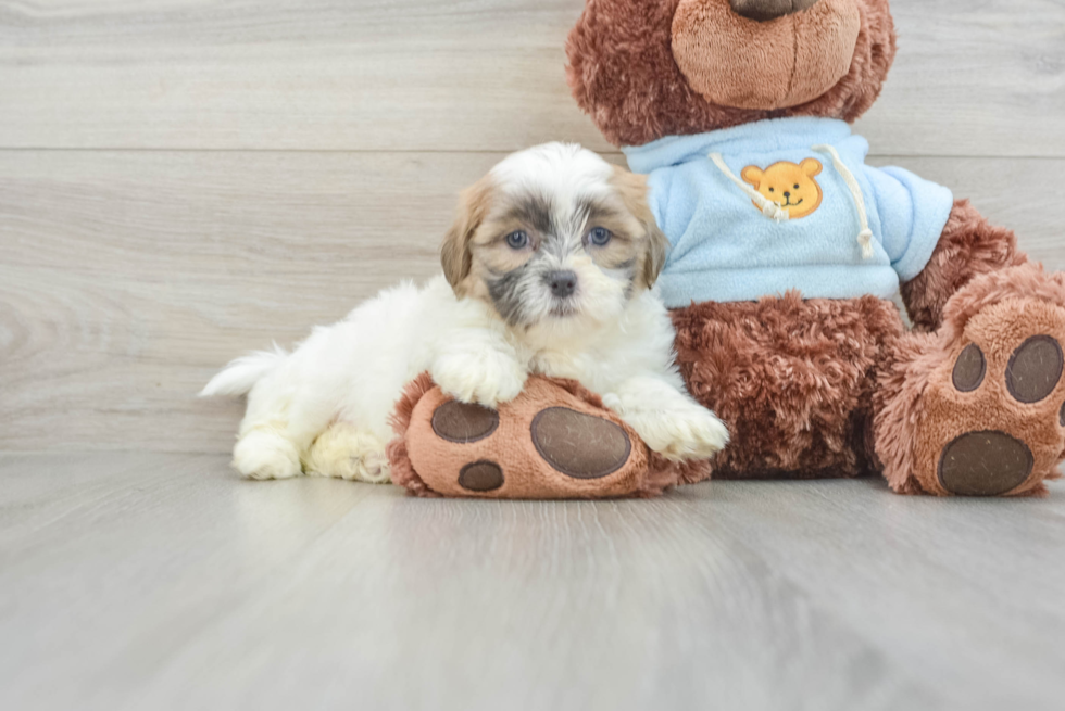 Funny Teddy Bear Designer Pup