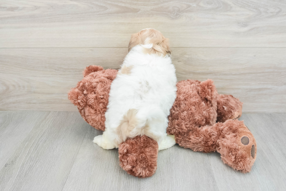 Hypoallergenic Shichon Designer Puppy