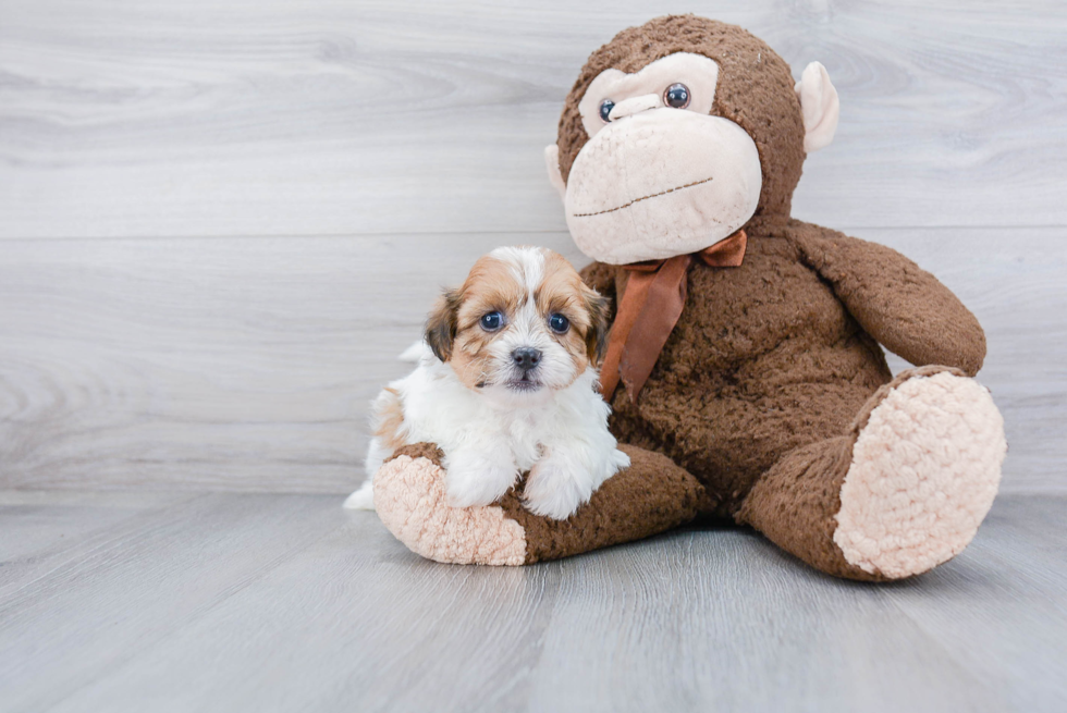 Teddy Bear Puppy for Adoption