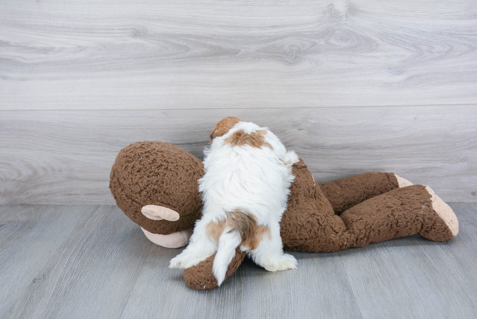 Teddy Bear Pup Being Cute