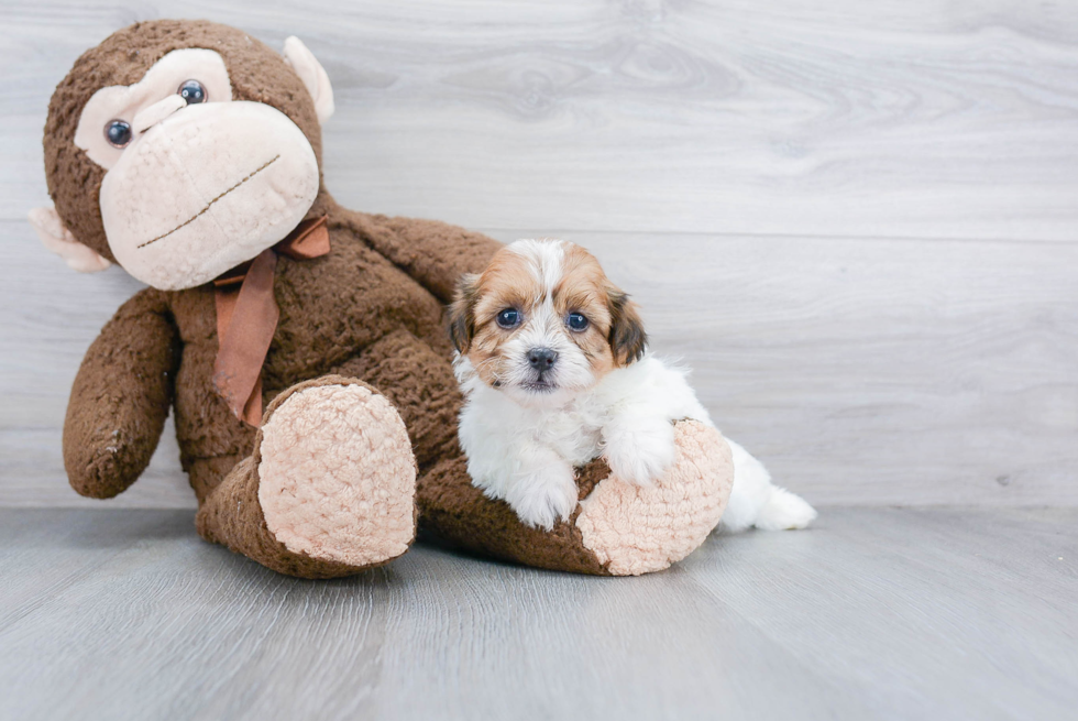 Happy Teddy Bear Baby