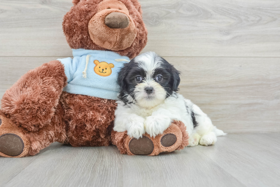 Little Shitzu Designer Puppy