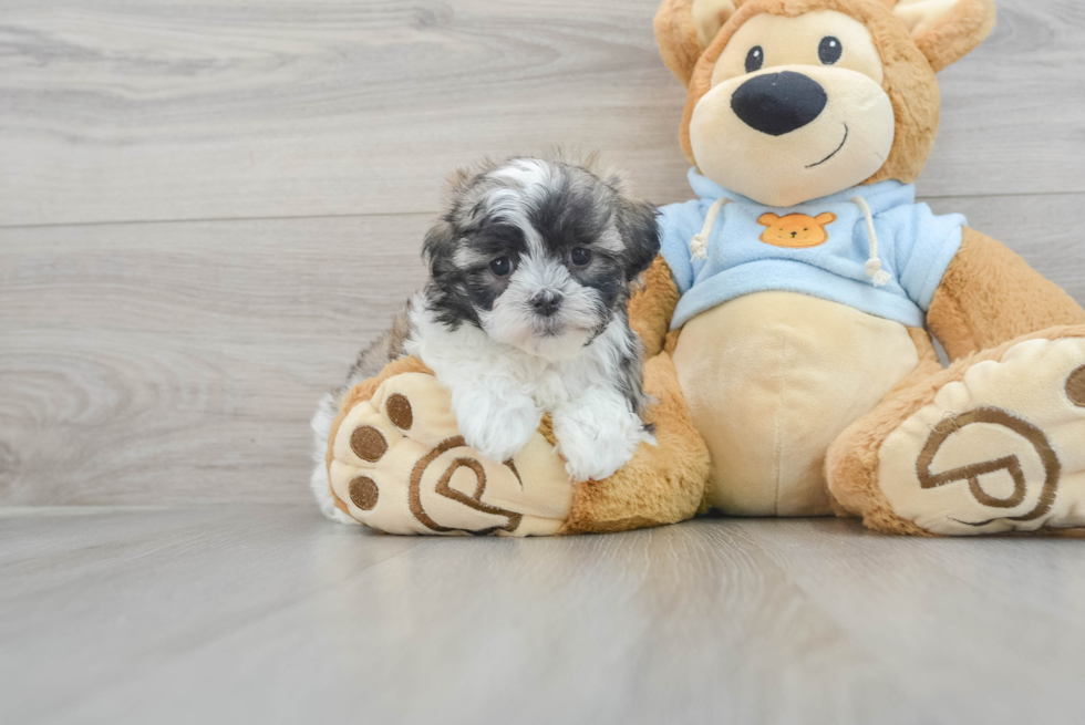 Best Teddy Bear Baby