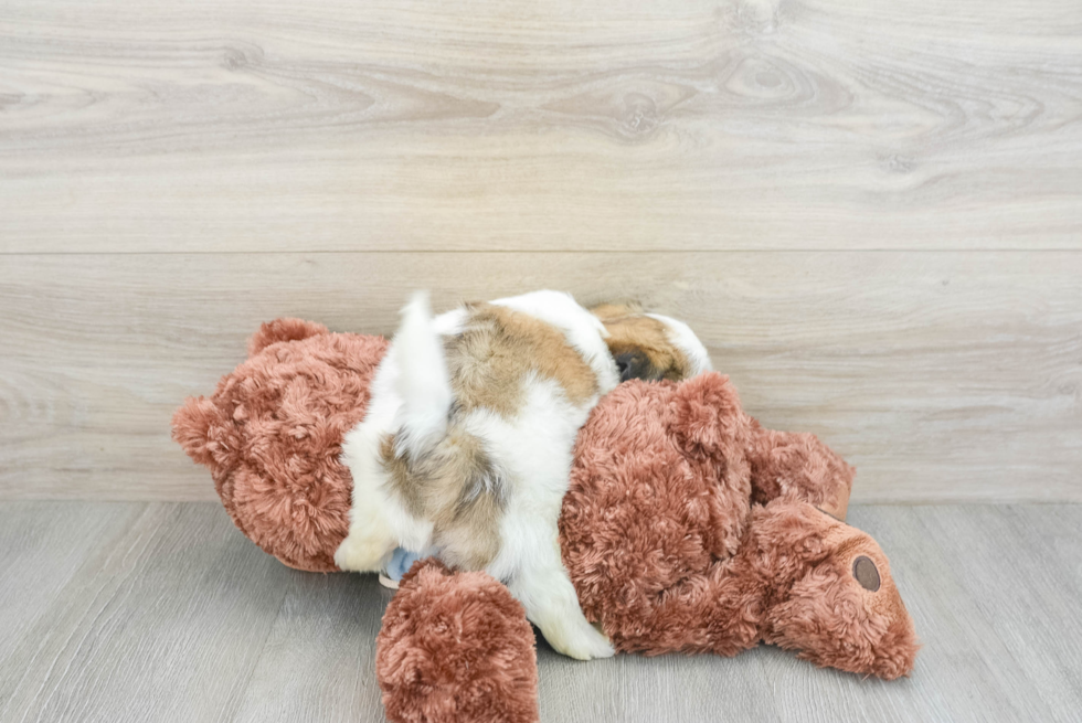 Small Teddy Bear Baby