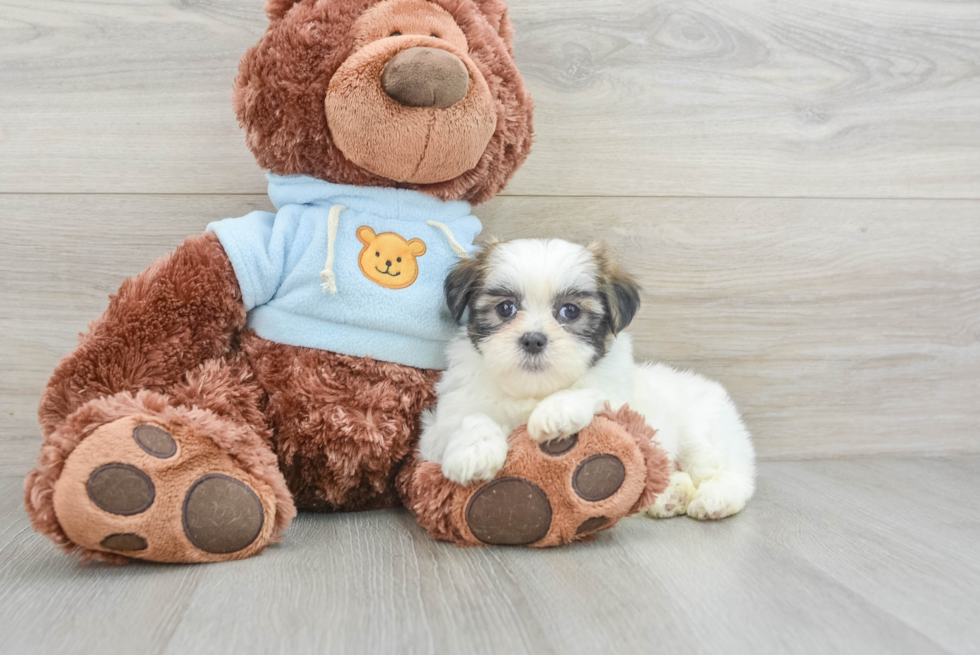 Funny Teddy Bear Designer Pup