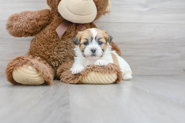 Teddy Bear Pup Being Cute