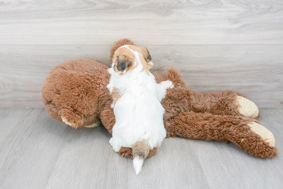 Best Teddy Bear Baby