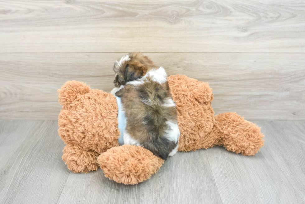 Best Teddy Bear Baby