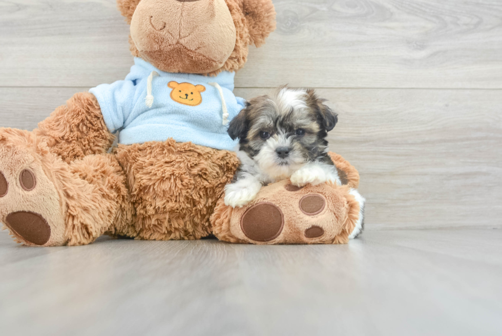 Teddy Bear Puppy for Adoption