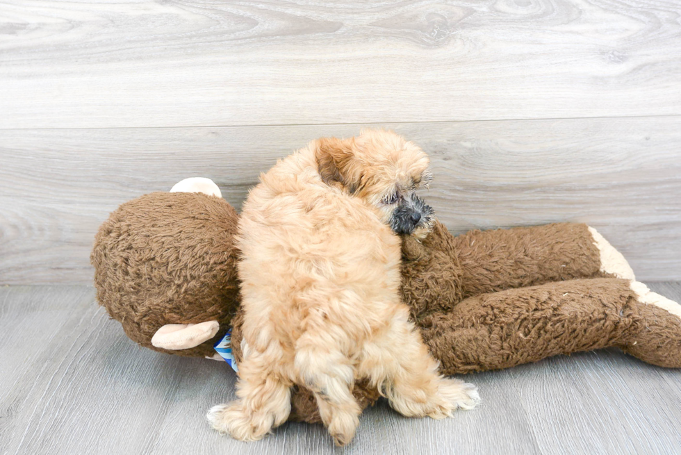 Playful Shichon Designer Puppy