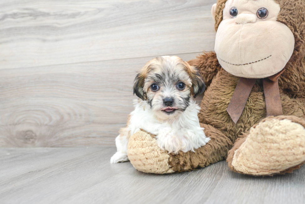 Teddy Bear Puppy for Adoption