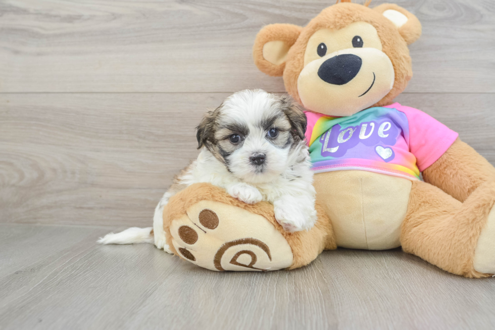 Funny Teddy Bear Designer Pup