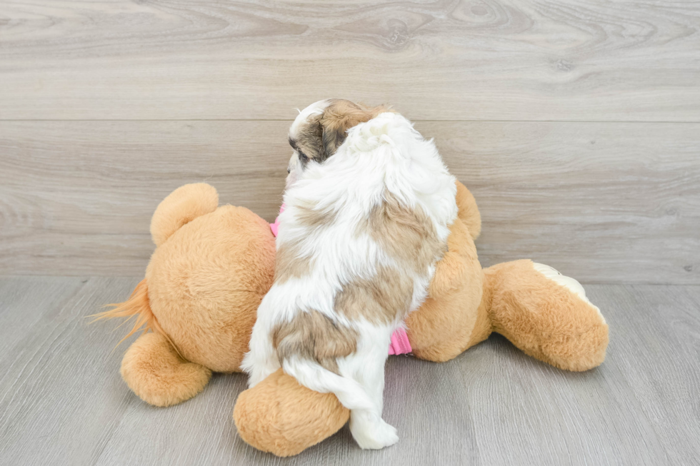 Fluffy Teddy Bear Designer Pup