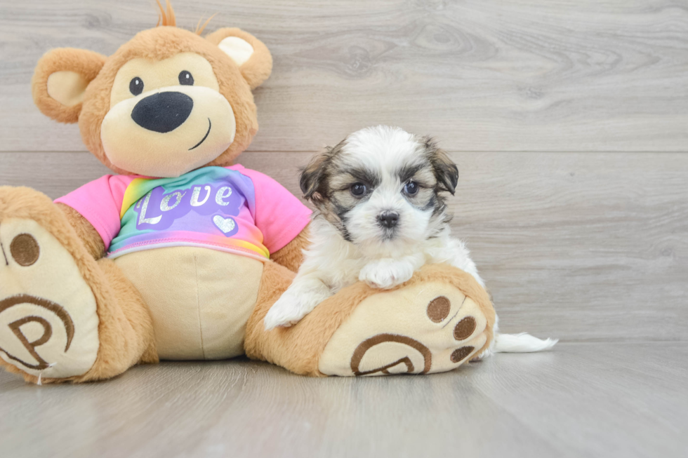 Fluffy Teddy Bear Designer Pup