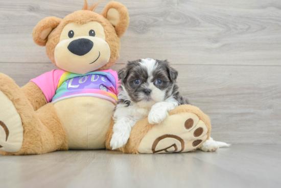 Energetic Shit Designer Puppy