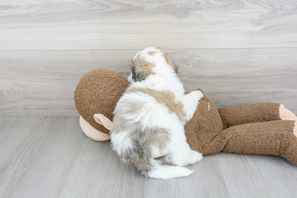 Teddy Bear Pup Being Cute