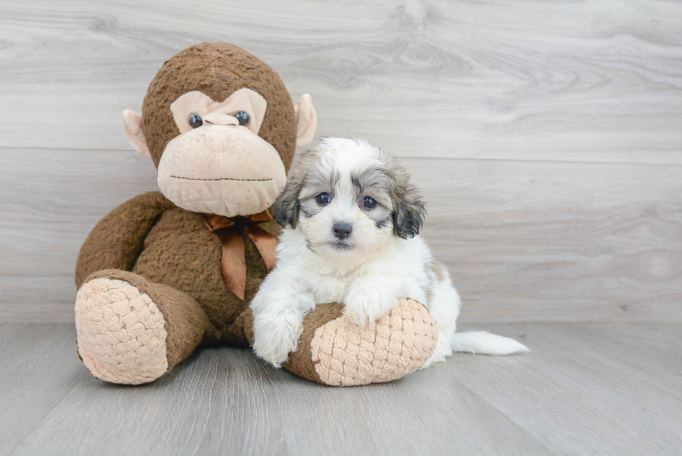 Best Teddy Bear Baby