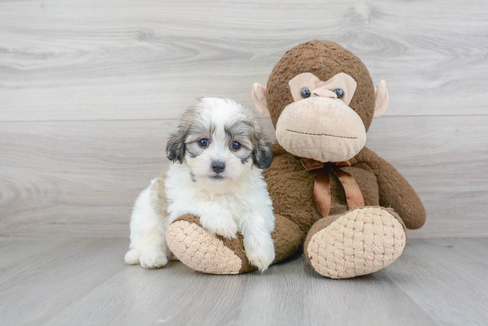 Teddy Bear Pup Being Cute