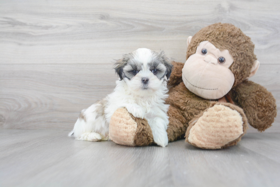 Playful Shit Designer Puppy