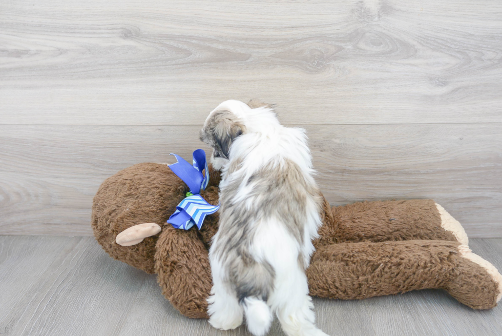 Hypoallergenic Shit Designer Puppy