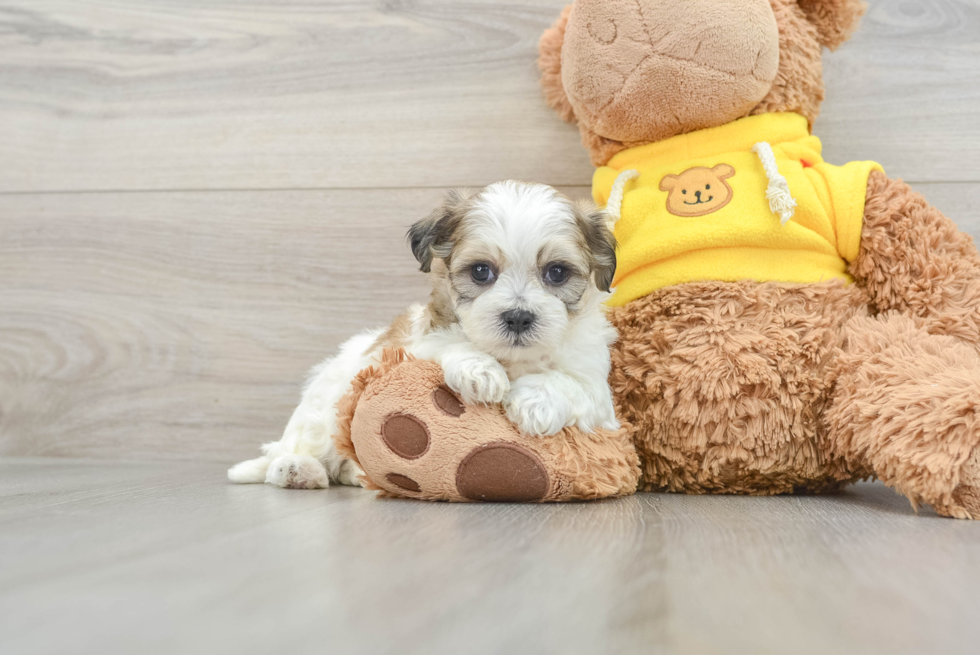 Best Teddy Bear Baby