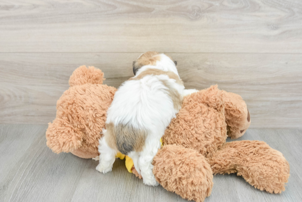 Best Teddy Bear Baby