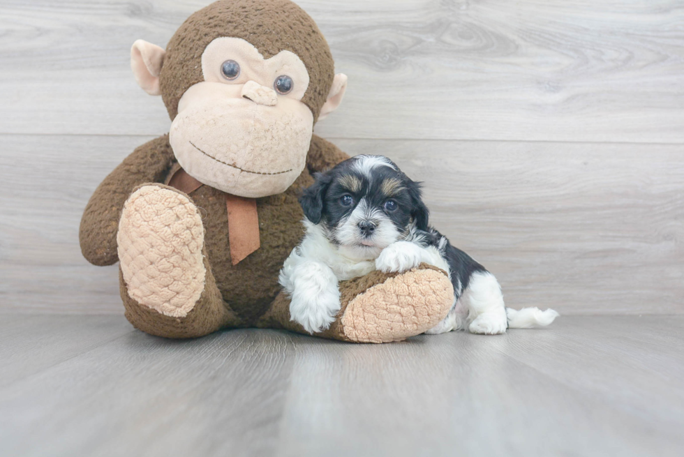 Playful Shichon Designer Puppy