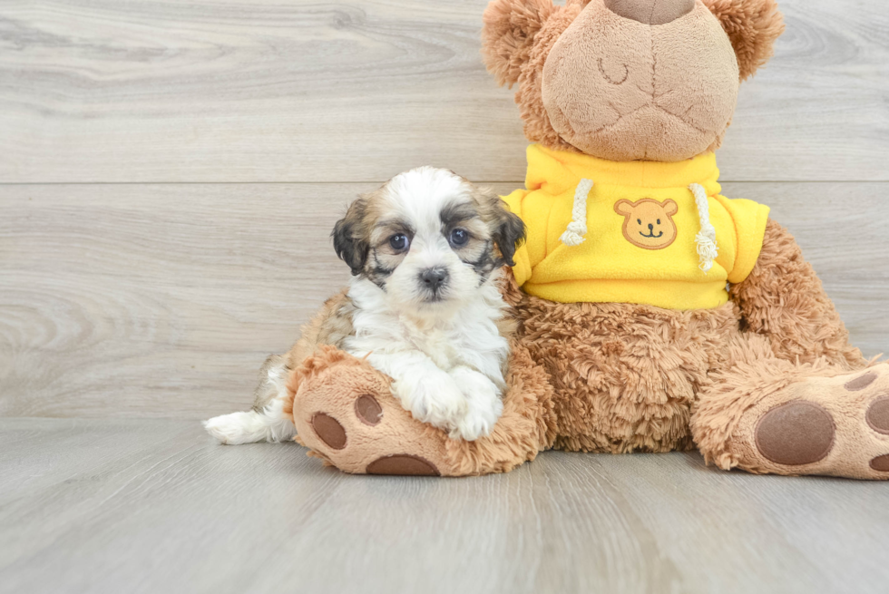 Teddy Bear Puppy for Adoption