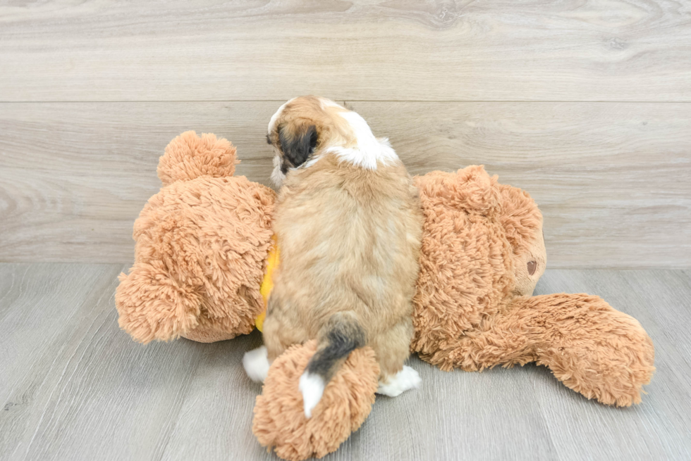 Teddy Bear Pup Being Cute