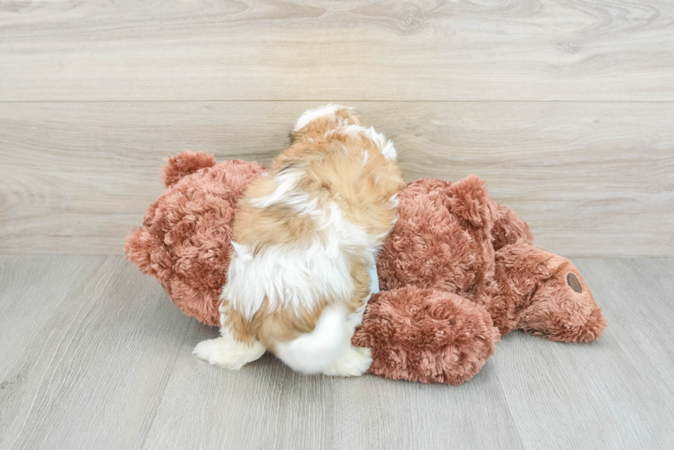 Best Teddy Bear Baby