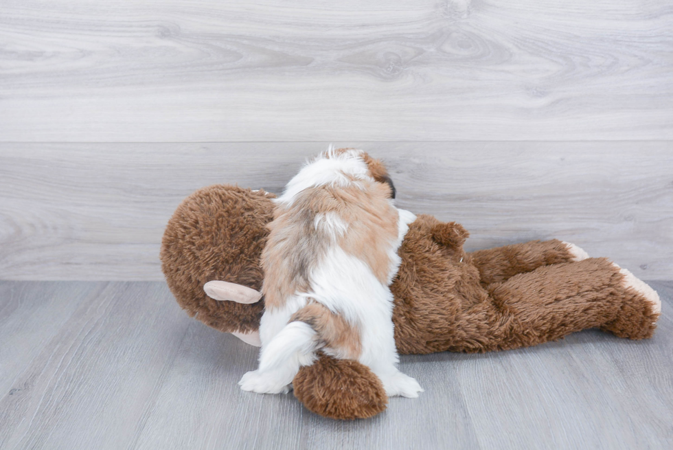 Best Teddy Bear Baby